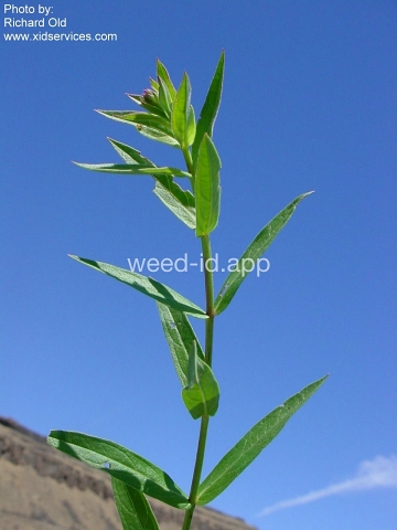loosestrife, purple